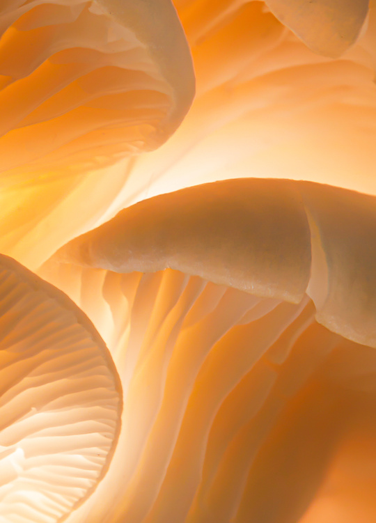 Macro Shot of Mushrooms